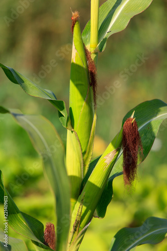 Fototapeta Naklejka Na Ścianę i Meble -  Corn on a plant in the garden