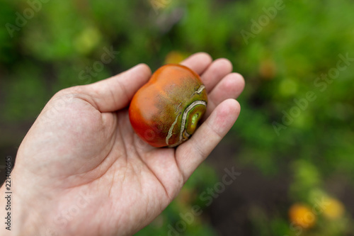 Ripe tomato in hand in the garden