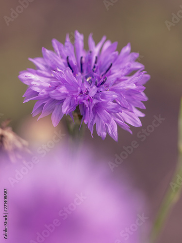 Beautiful violet flower growing in the park