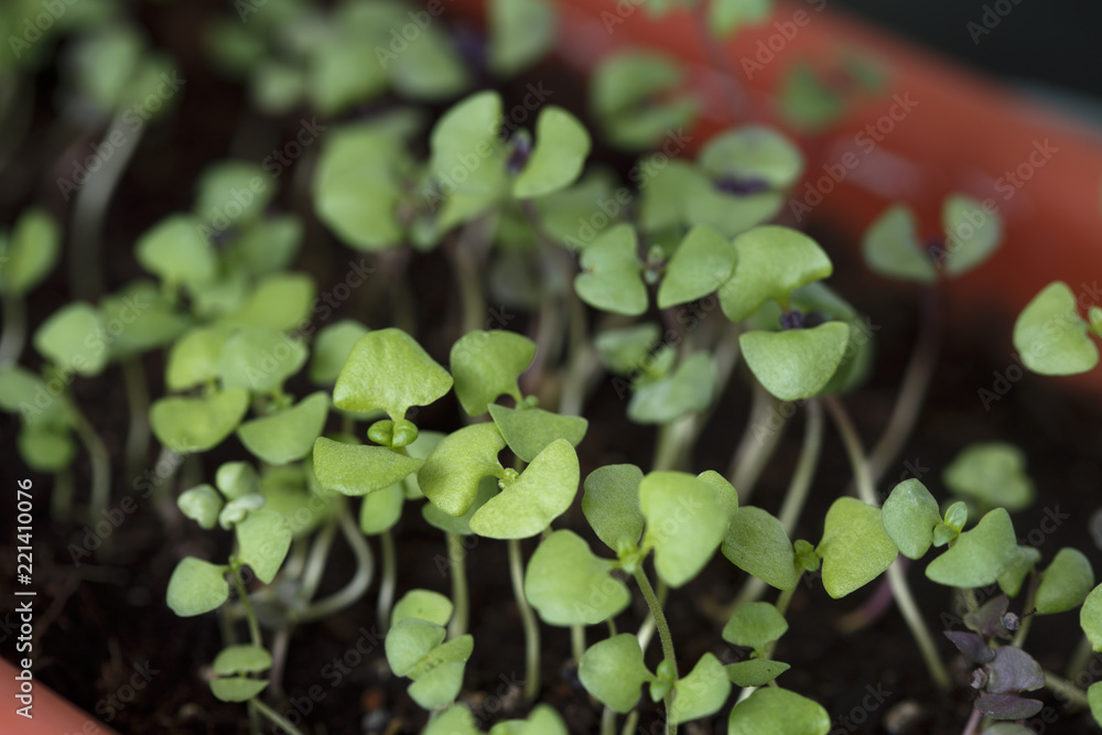 Basil sprouts growing Basil sprouts growing