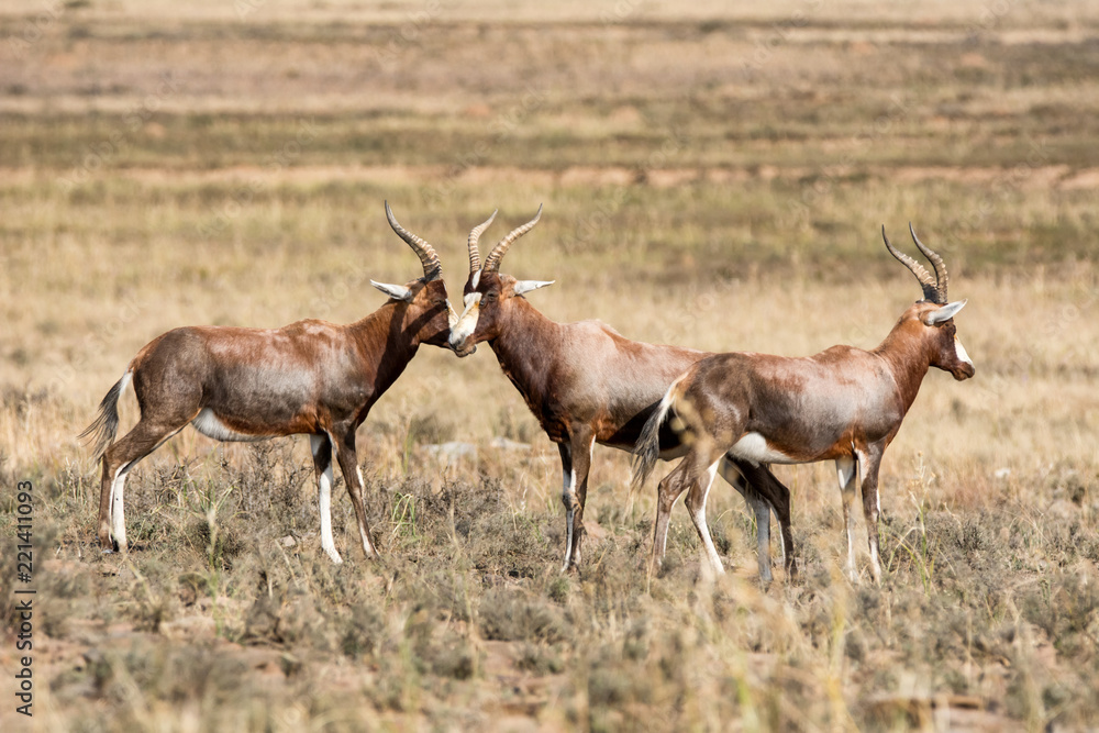 African Blesbok Antelope