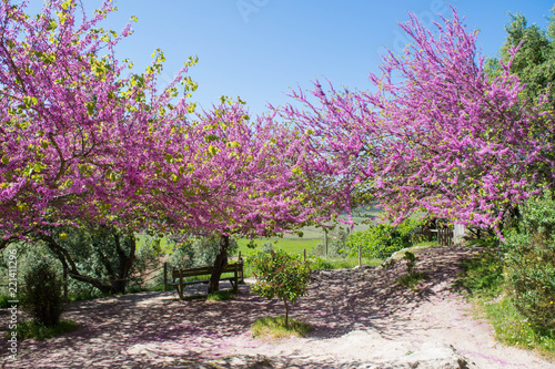 Pink flowers on Judas Trees outsides Obidos, Portugal