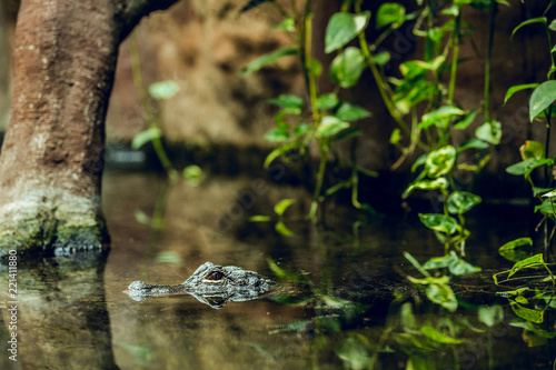 Crocodile hiding under water photo