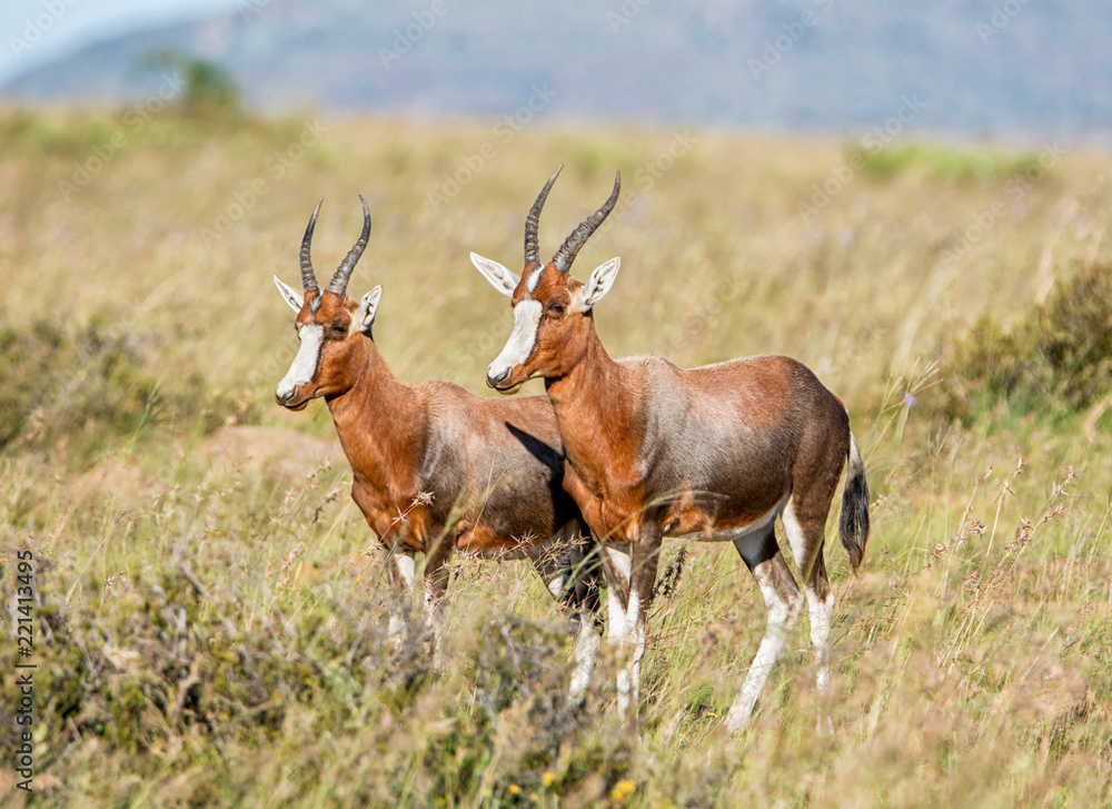 Blesbok Antelope Blesbok Antelope