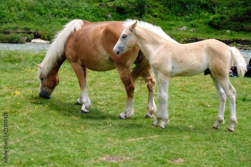 cavallo animali erba pascolo verde parco all aperto
