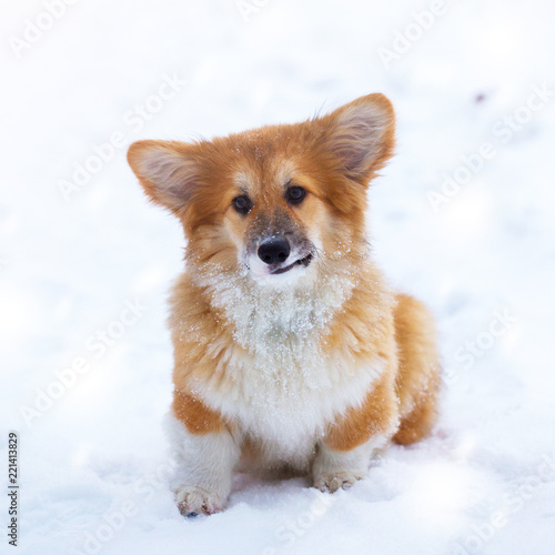 corgi fluffy puppy portrait © Sergii Mostovyi