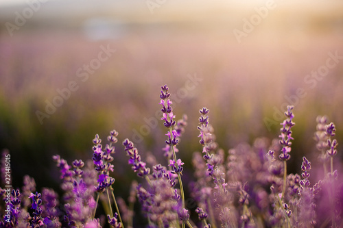 Field of blooming lavender.