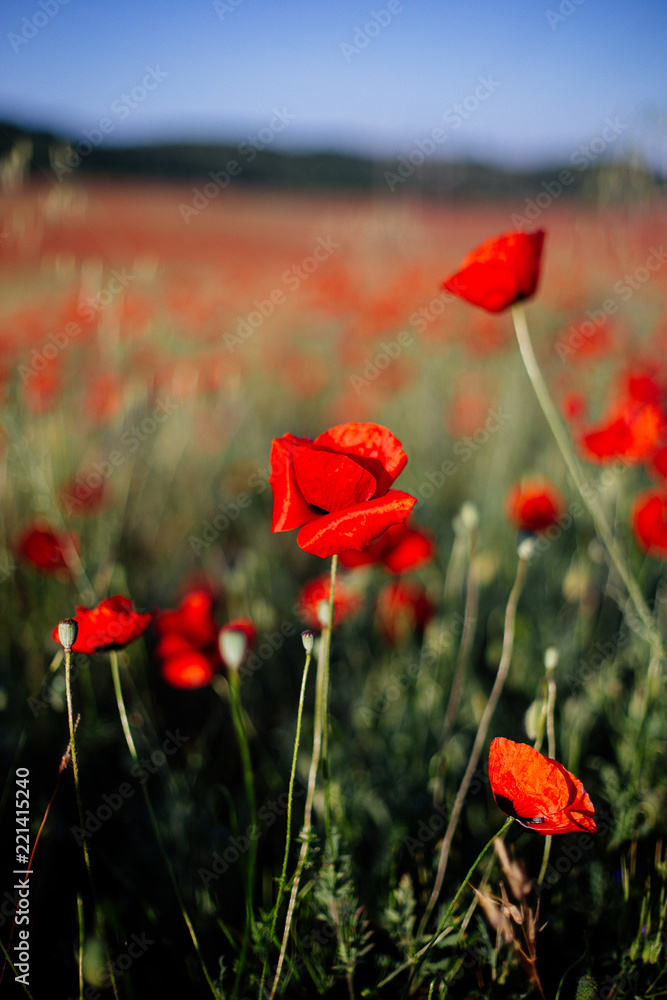 Red poppy in the field.