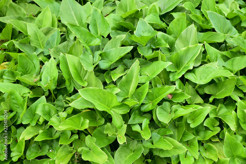 Wallpaper Mural Feuillage vert en été Torontodigital.ca