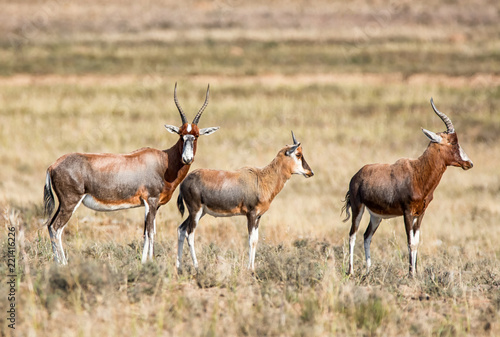 Blesbok Antelope