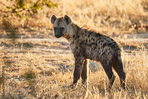 Joven hiena en Botsuana photo