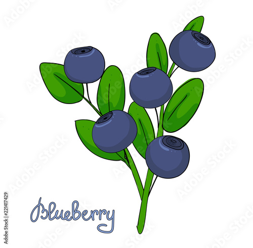 Sprig of blueberry. Leaves and berries of bilberries on a branch. Forest plant huckleberry. Isolated twig of whortleberry or blueberry. Hurtleberry photo