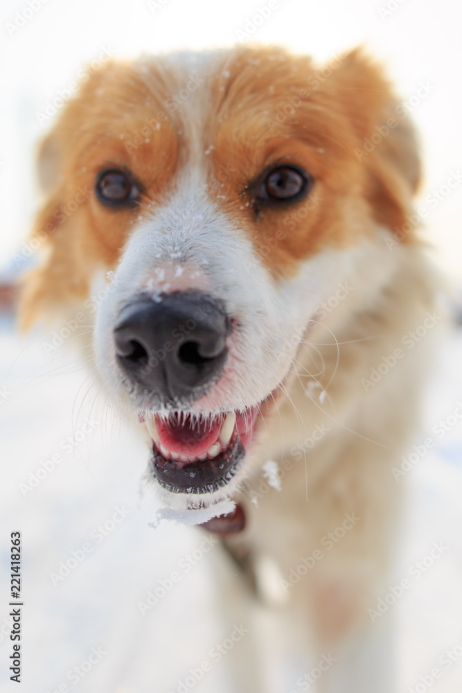 Portrait of dog on snow in winter Portrait of dog on snow in winter