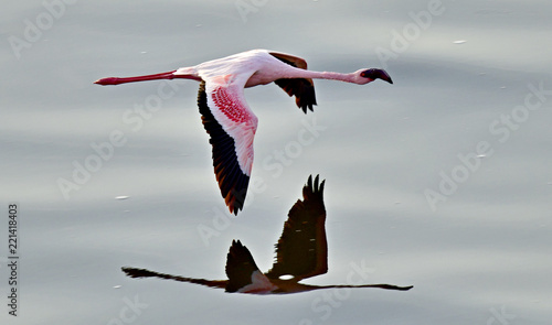 Flamingo in flight. Flying flamingo over the water of Natron Lake.  Lesser flamingo. Scientific name: Phoenicoparrus minor. Tanzania.