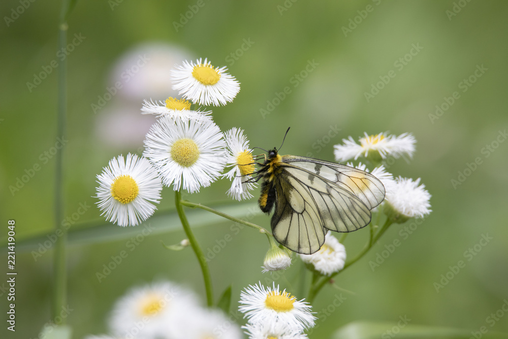 ウスバシロチョウ