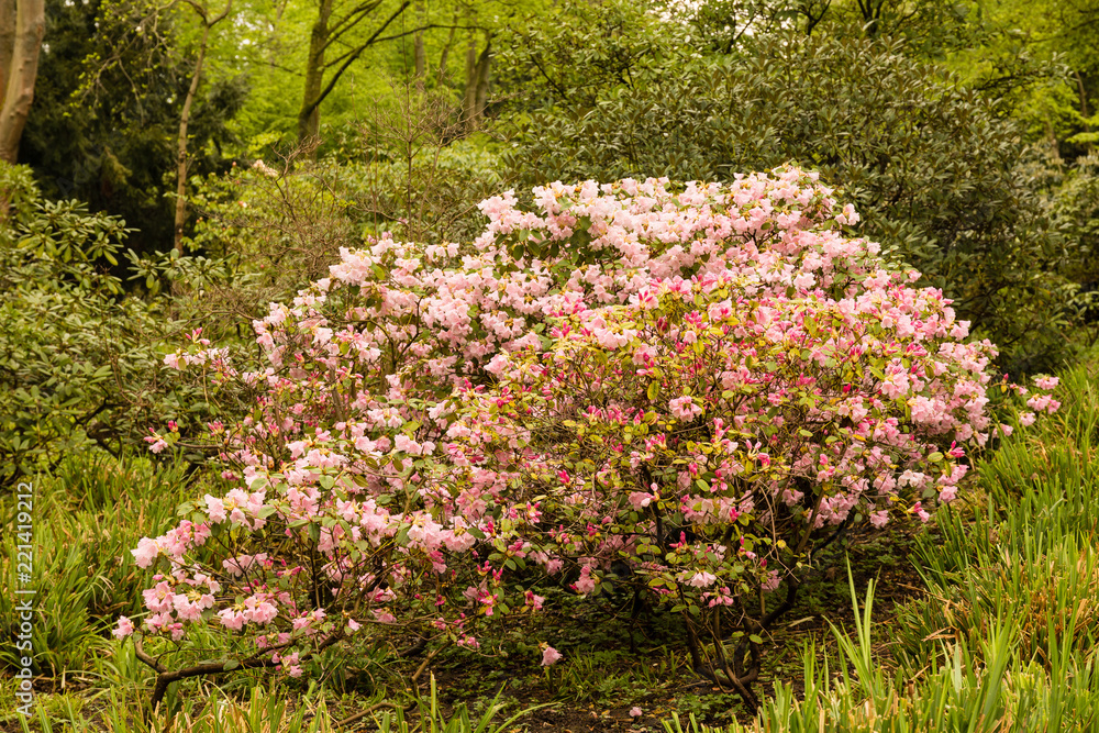 Fototapeta premium Bush in spring