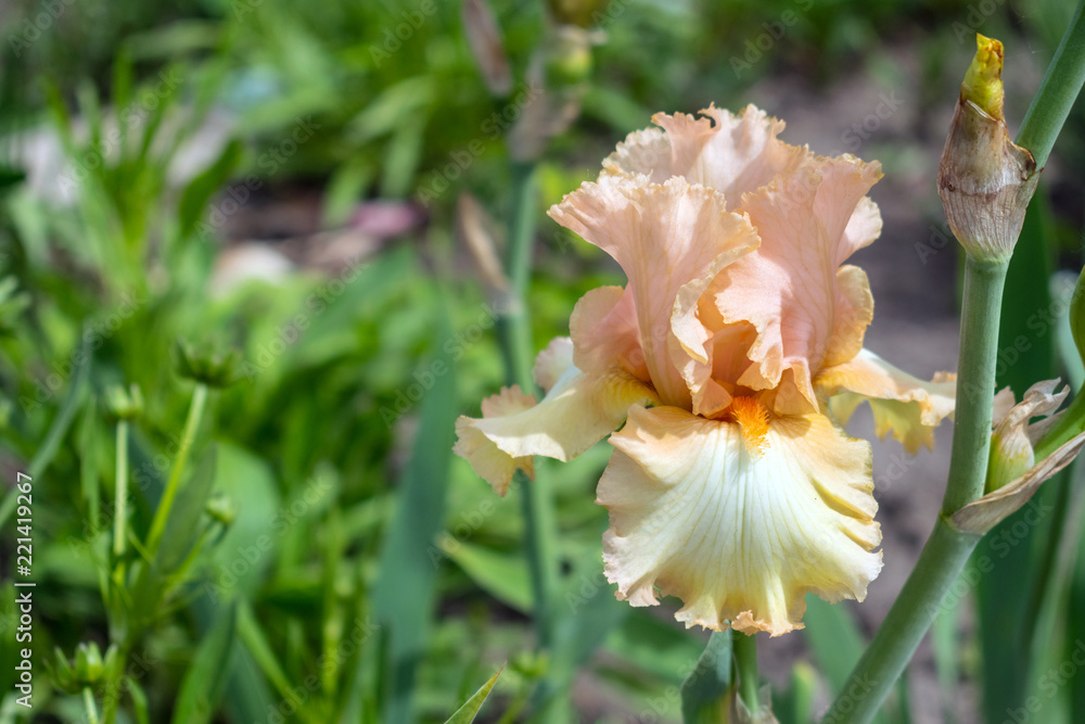 Fototapeta premium Close-up view of an iris flower on background of green leaves and flower beds. Beautiful varietal Qualified pink orange peach garden irises. Selective focus