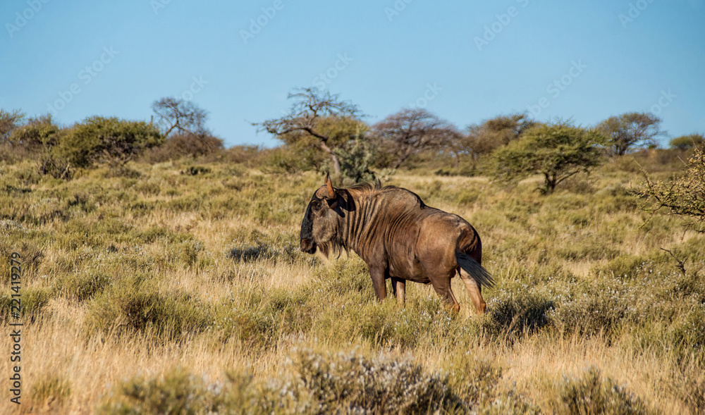 Fototapeta premium Blue Wildebeest Running