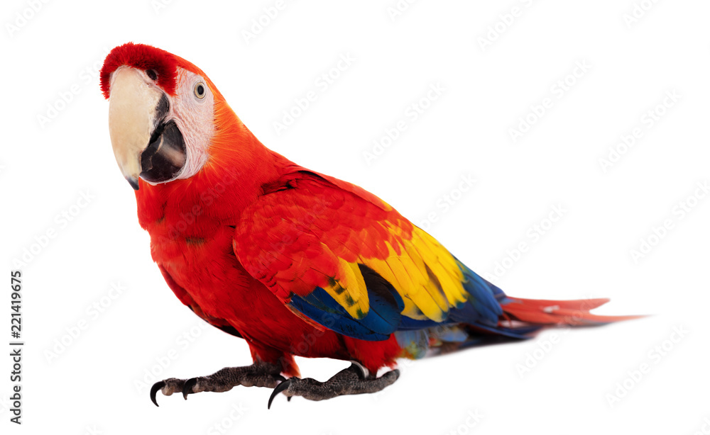 Naklejka premium Red Macaw Parrot isolated on white
