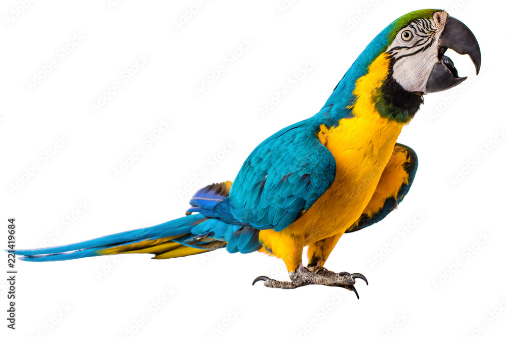 Obraz premium Papuga Ara na białym tle