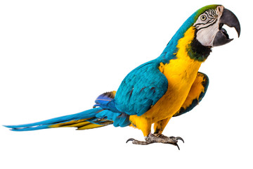 Macaw Parrot isolated on white
