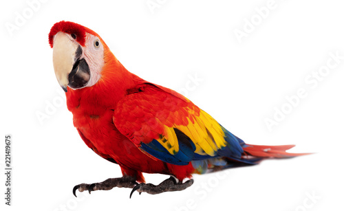 Red Macaw Parrot isolated on white