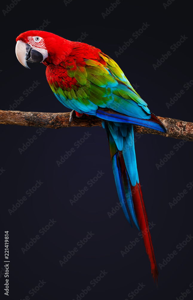 Fototapeta premium Egzotyczny ptak, papuga Ara na czarnym tle