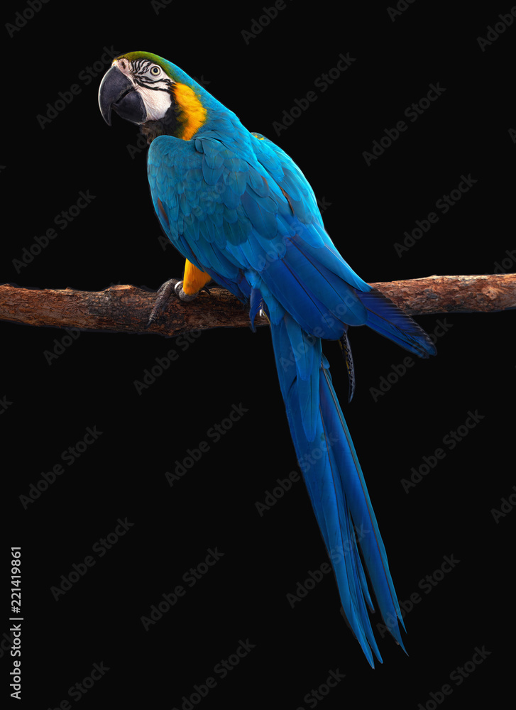 Fototapeta premium Papuga Ara ptak na czarnym tle