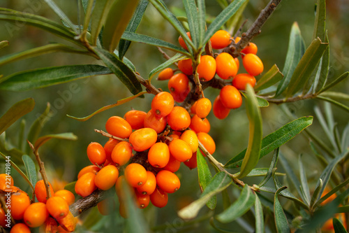 ripe sea buckthorn berries on a branch