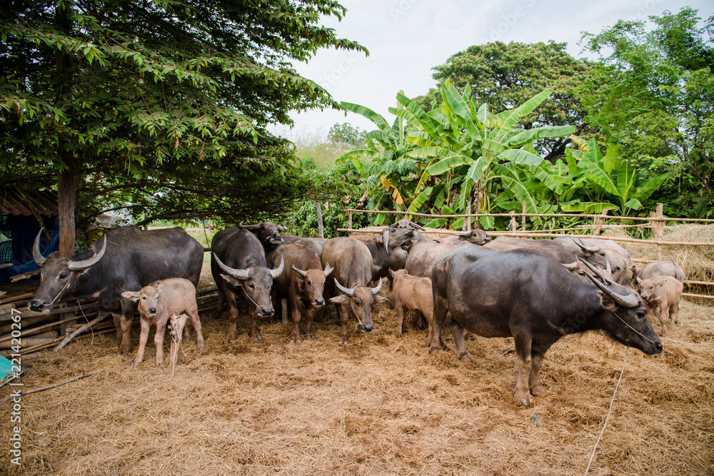 thai buffalo in farm