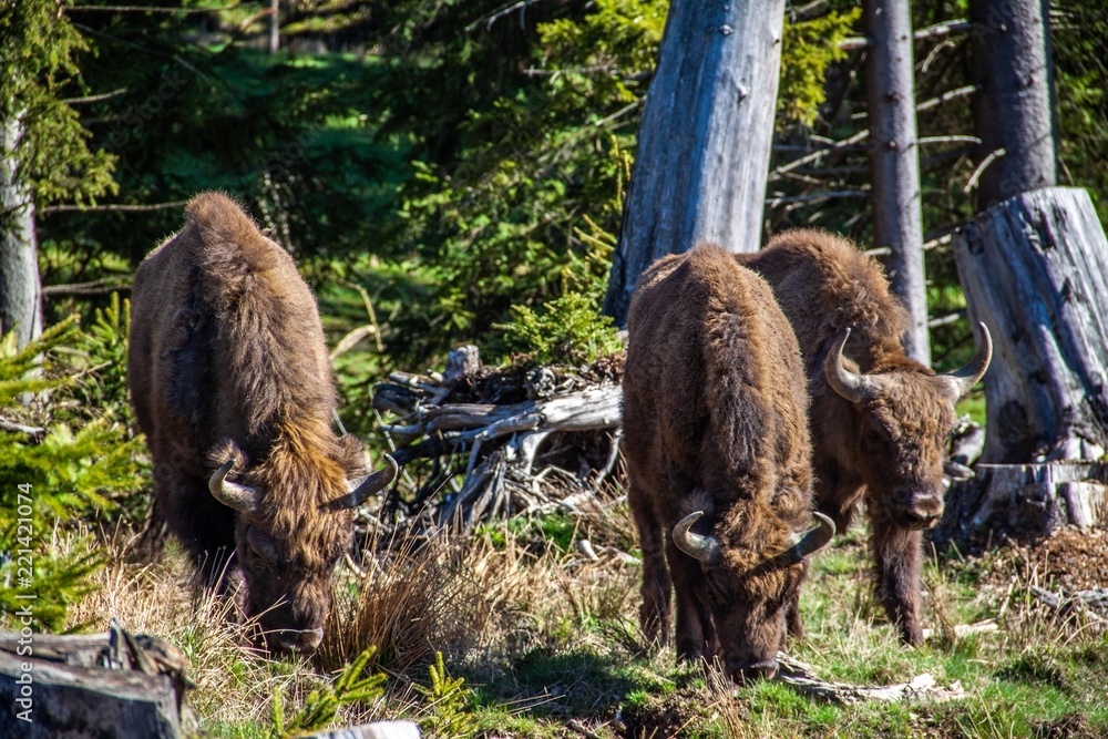 Fototapeta premium Wisent am Rothaarsteig