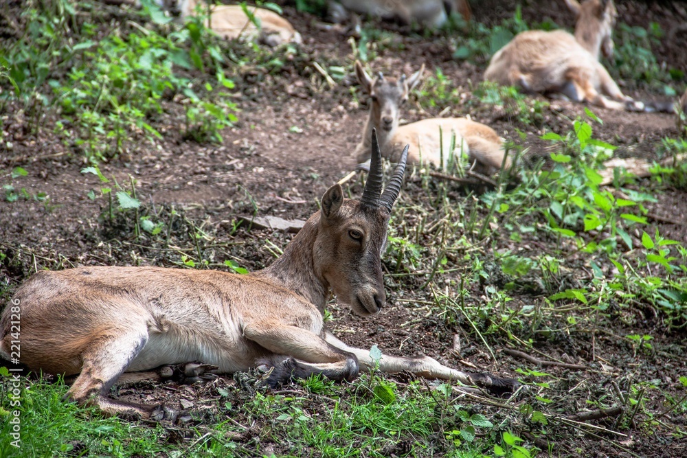 Fototapeta premium Gemse