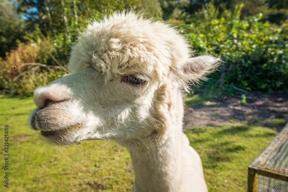 The llama is a very social animal, widely used as a meat and pack animal. The llama is a very social animal, widely used as a meat and pack animal.