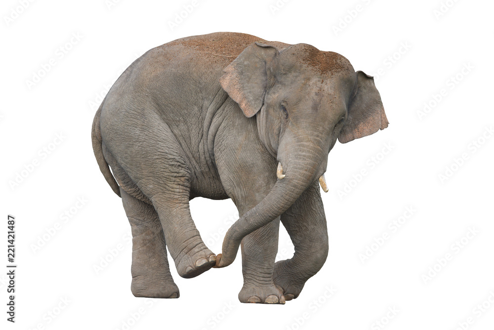 Asian elephant isolated on white background