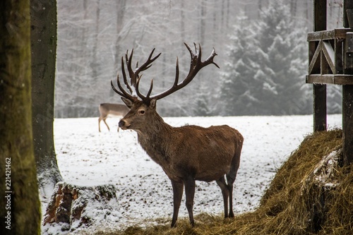 Hirsch im Schnee photo