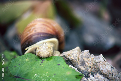 snail eating vegetables, slow food concept
