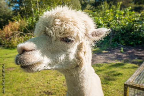 The llama is a very social animal, widely used as a meat and pack animal.