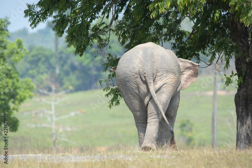 Photography Behind the scenes of Asian elephant