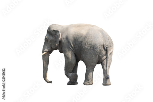 Asian elephant isolated on white background
