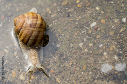 Snail crawling through water on concrete after rain. Close up of snail in water