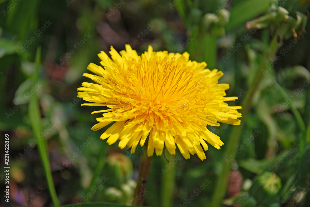 Large yellow dandelion.The floral meaning of the dandelion is that it is a gift to a loved one that will provide happiness and is a promise of total faithfulness. Large yellow dandelion.The floral meaning of the dandelion is that it is a gift to a loved one that will provide happiness and is a promise of total faithfulness.