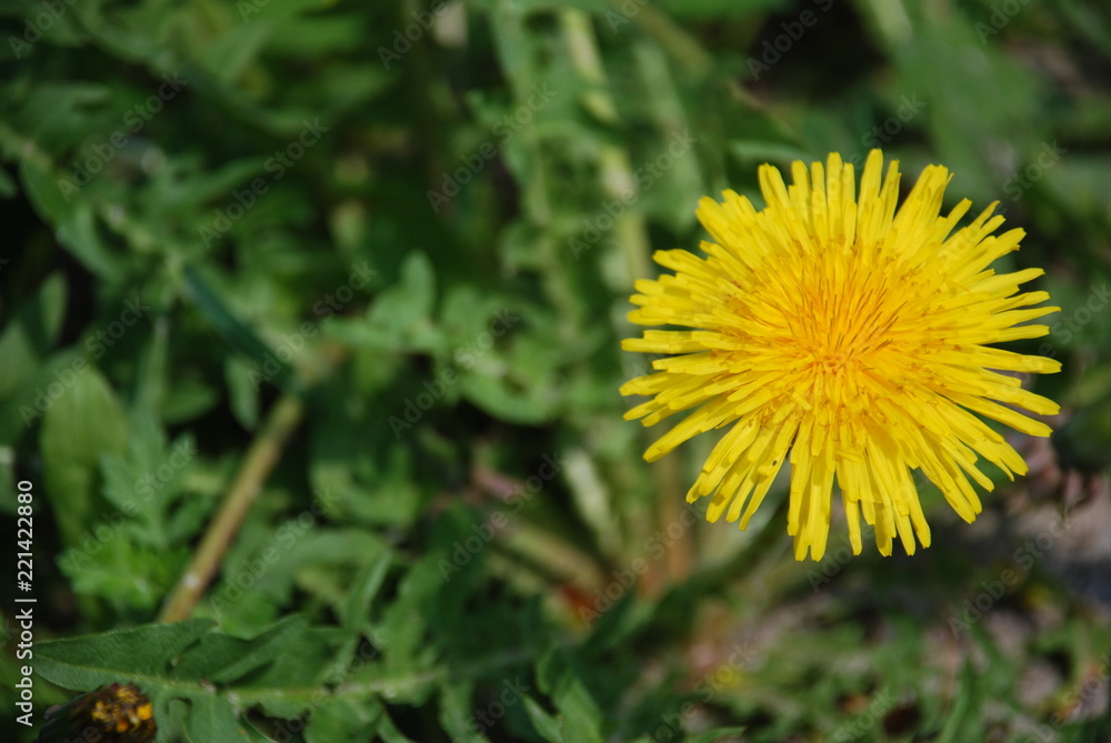 Large yellow dandelion.The floral meaning of the dandelion is that it is a gift to a loved one that will provide happiness and is a promise of total faithfulness. Large yellow dandelion.The floral meaning of the dandelion is that it is a gift to a loved one that will provide happiness and is a promise of total faithfulness.