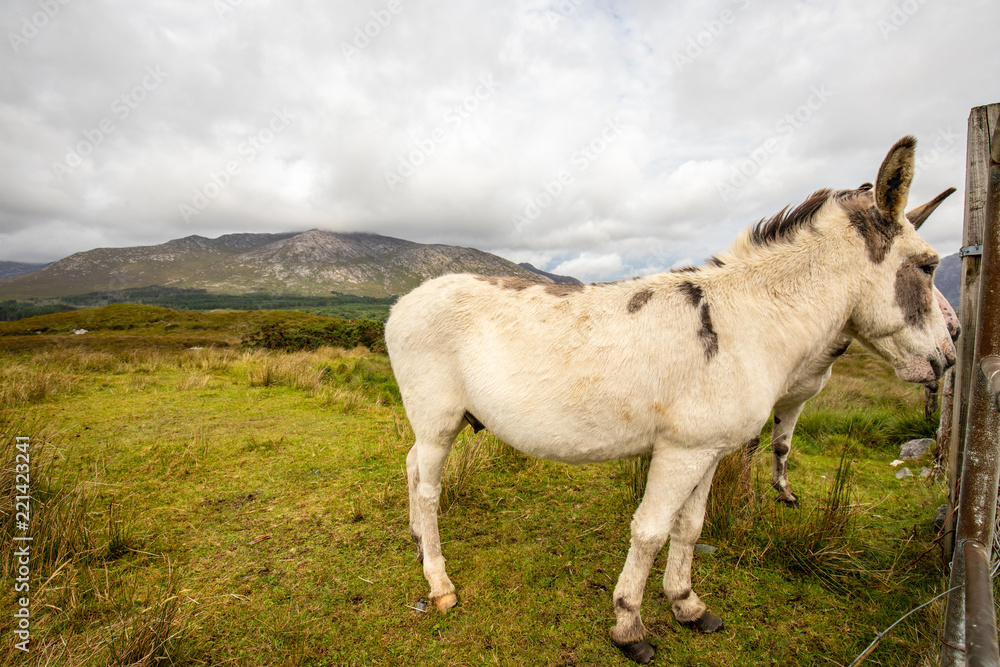 Cute donkeys in Lough Inagh Valley, Connemara Cute donkeys in Lough Inagh Valley, Connemara