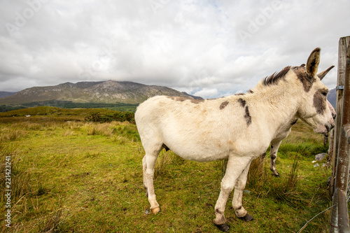 Cute donkeys in Lough Inagh Valley, Connemara