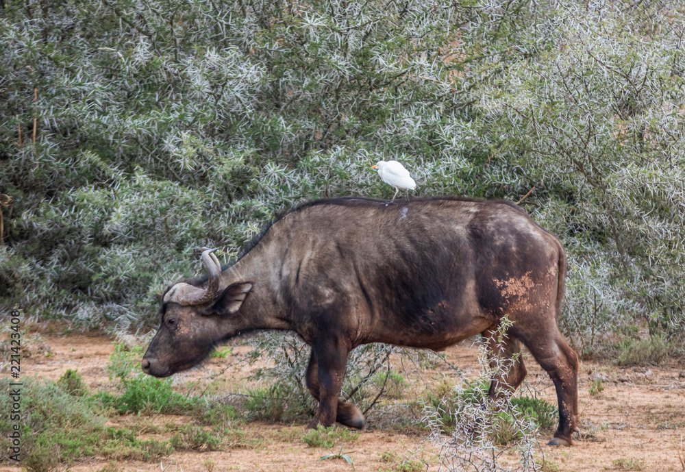A bird catches a ride on the back of a cape buffalo in the African bush image with copy space in landscape format A bird catches a ride on the back of a cape buffalo in the African bush image with copy space in landscape format