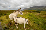Donkeys mating in Lough Inagh Valley, Connemara