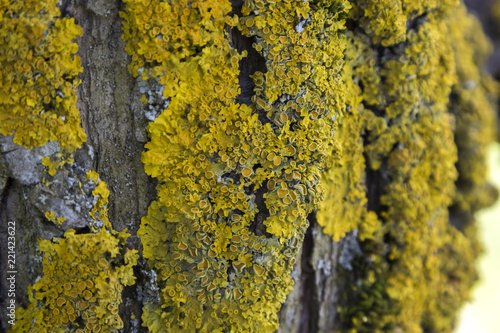 Moss and lichen on old tree background
