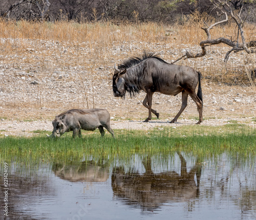 Warthog