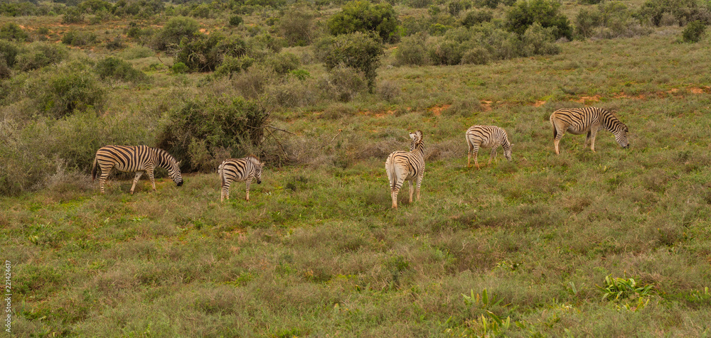 Five zebras graze in the African wilderness image with copy space in landscape format Five zebras graze in the African wilderness image with copy space in landscape format