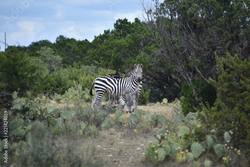 close up of a zebra in the wild